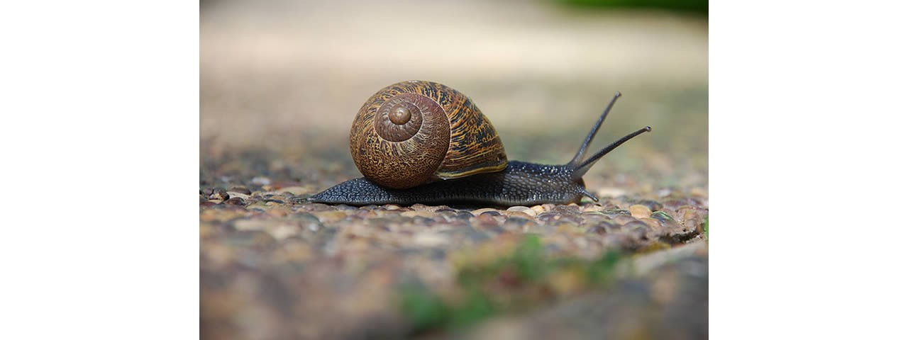 snail